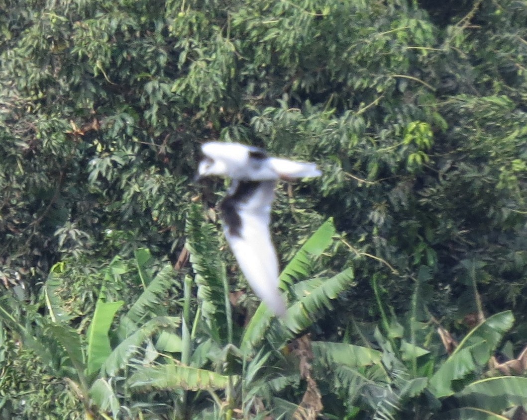 White-winged Tern - ML617522431