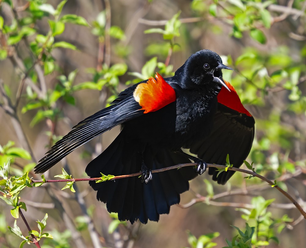 Red-winged Blackbird - ML617522461