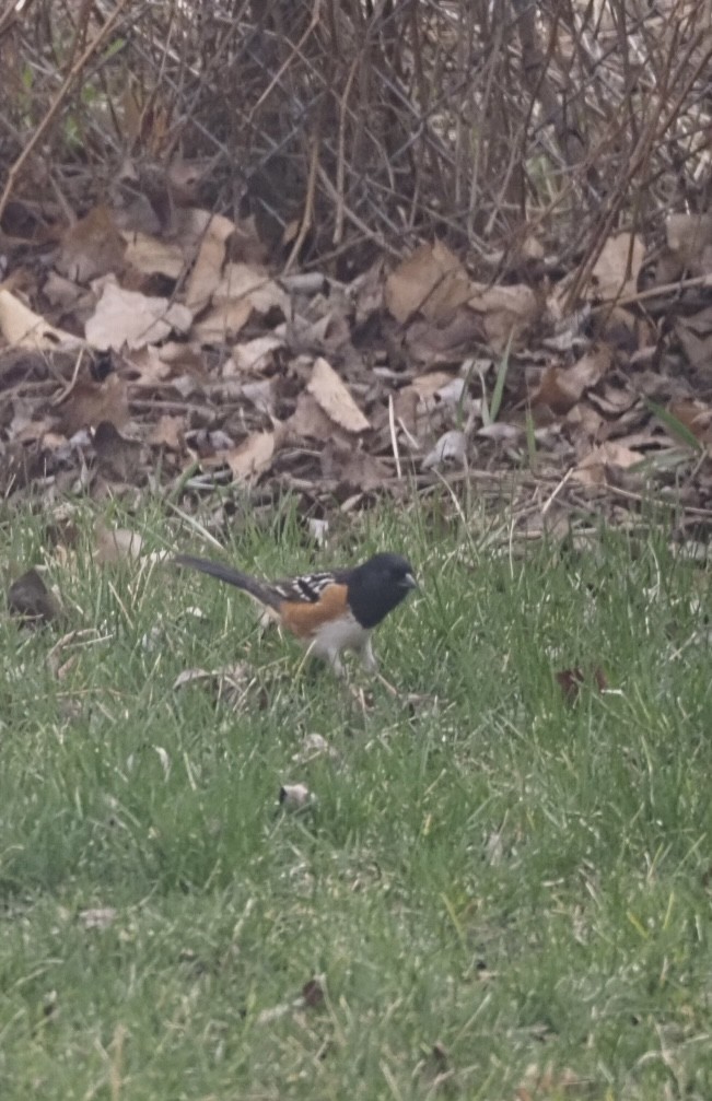 Spotted Towhee - ML617522465