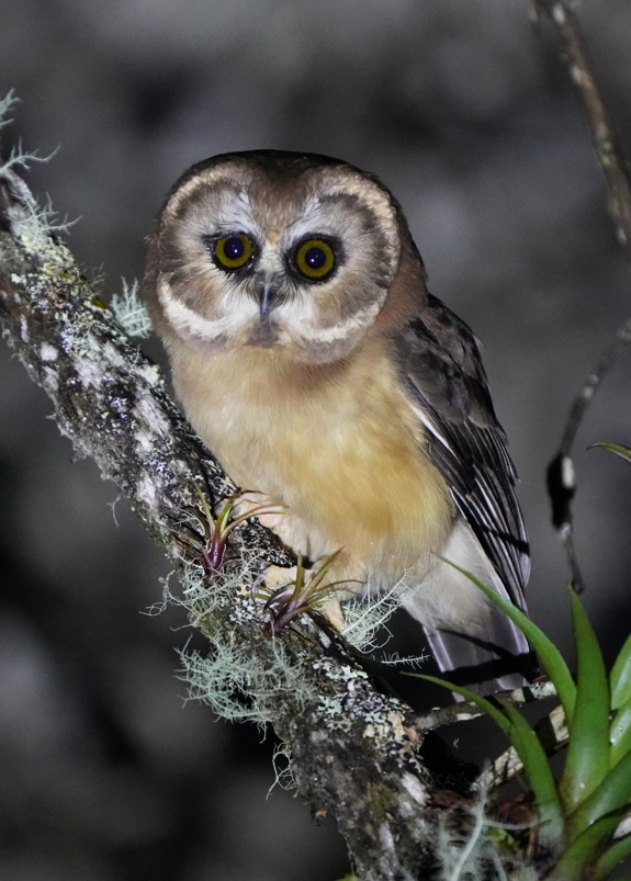 Unspotted Saw-whet Owl - ML617522488