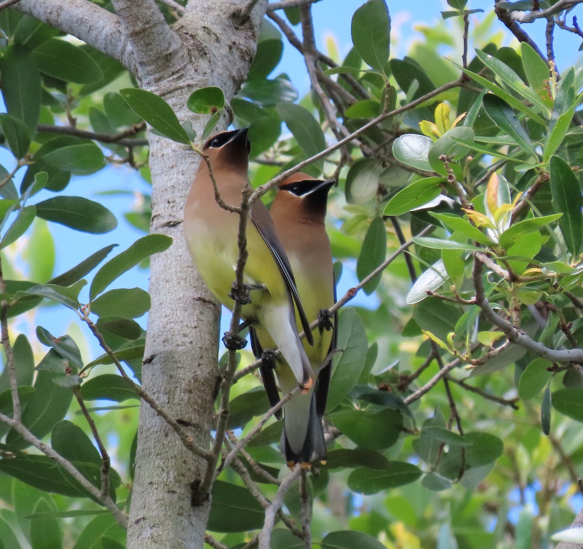 eBird Checklist 17 Apr 2024 Hagen Ranch Road Library 16 species