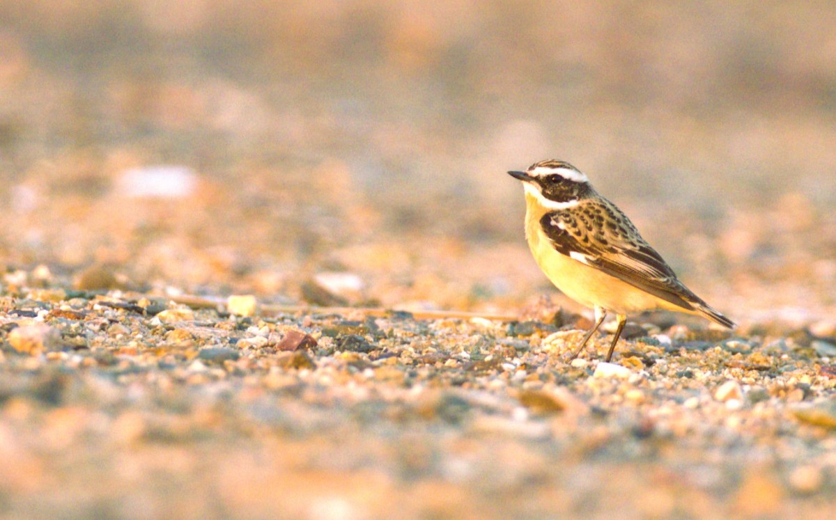 Whinchat - ML617522536