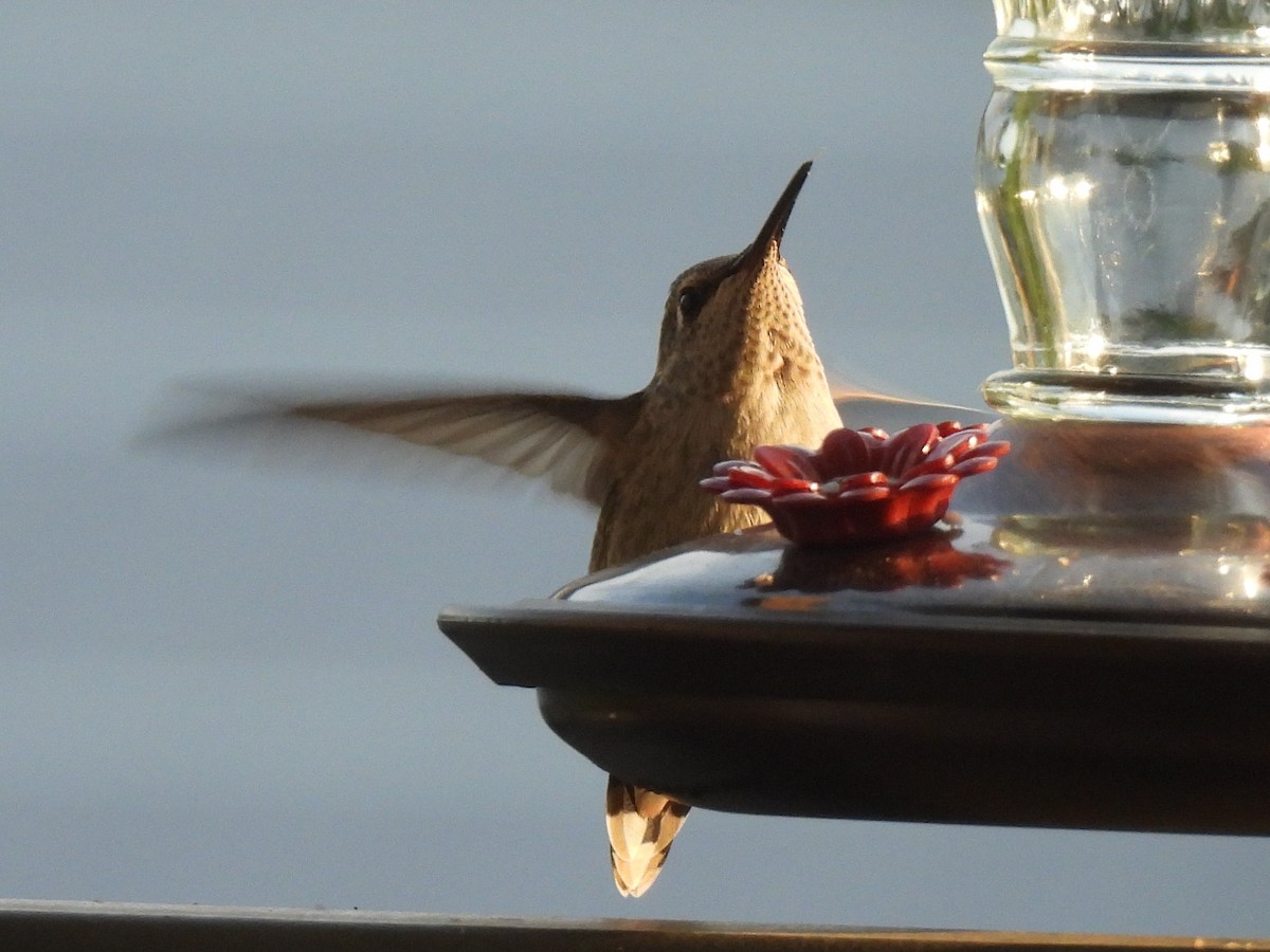 hummingbird sp. - ML617522559