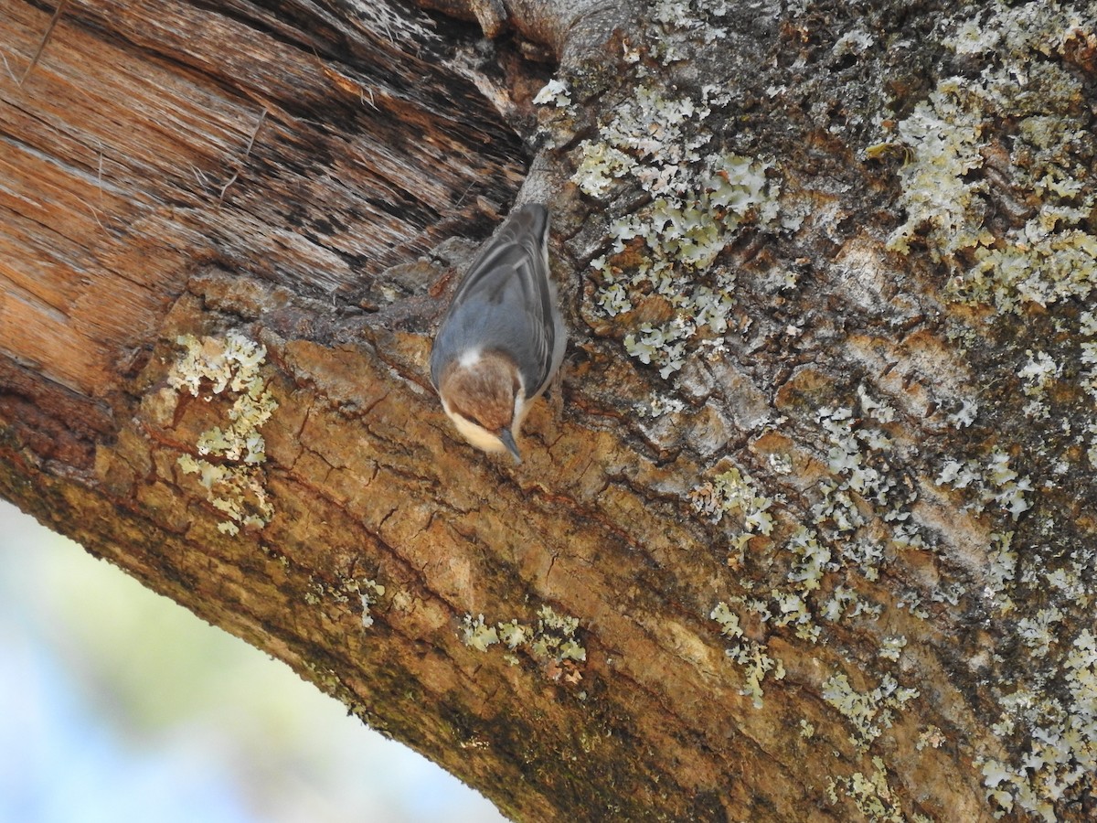 Brown-headed Nuthatch - ML617522657