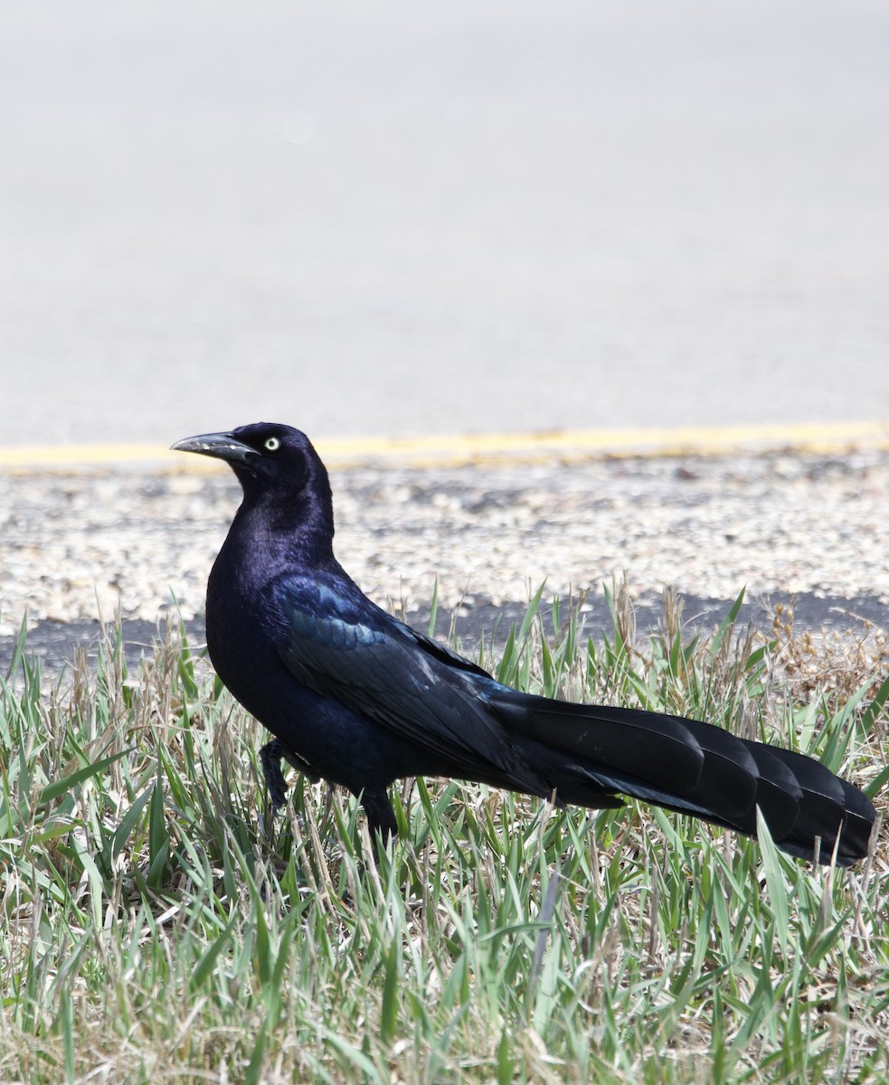 Great-tailed Grackle - Tim Ray