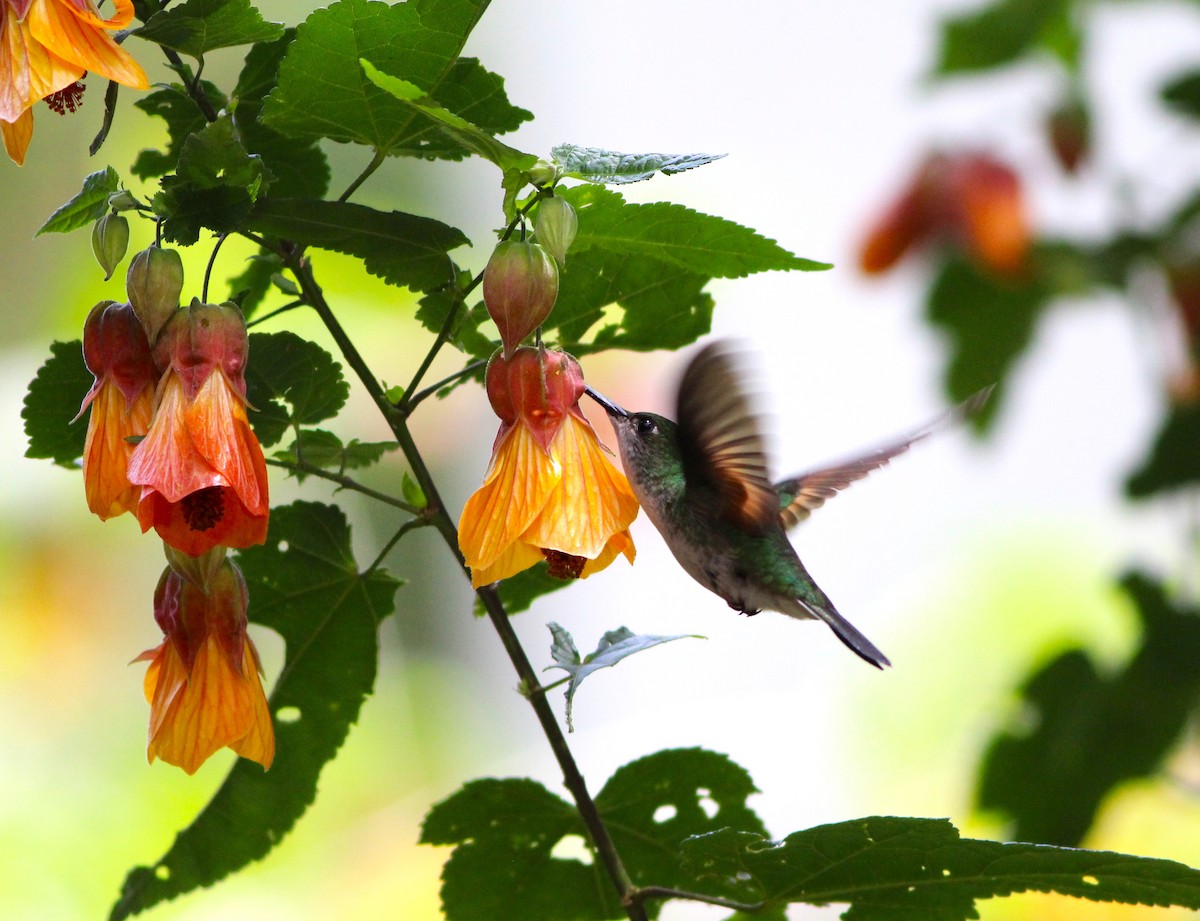 Black-bellied Hummingbird - Miska Nyul