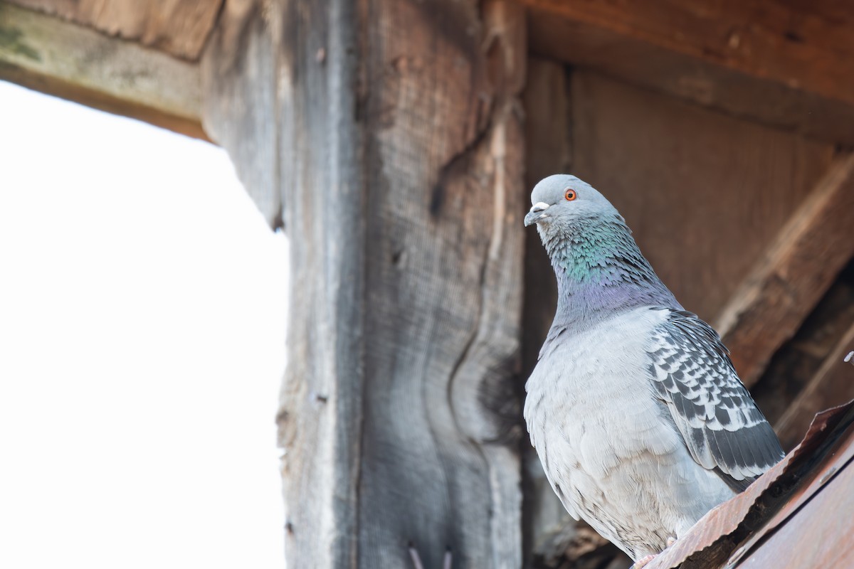 Rock Pigeon (Feral Pigeon) - Stephanie Pereira