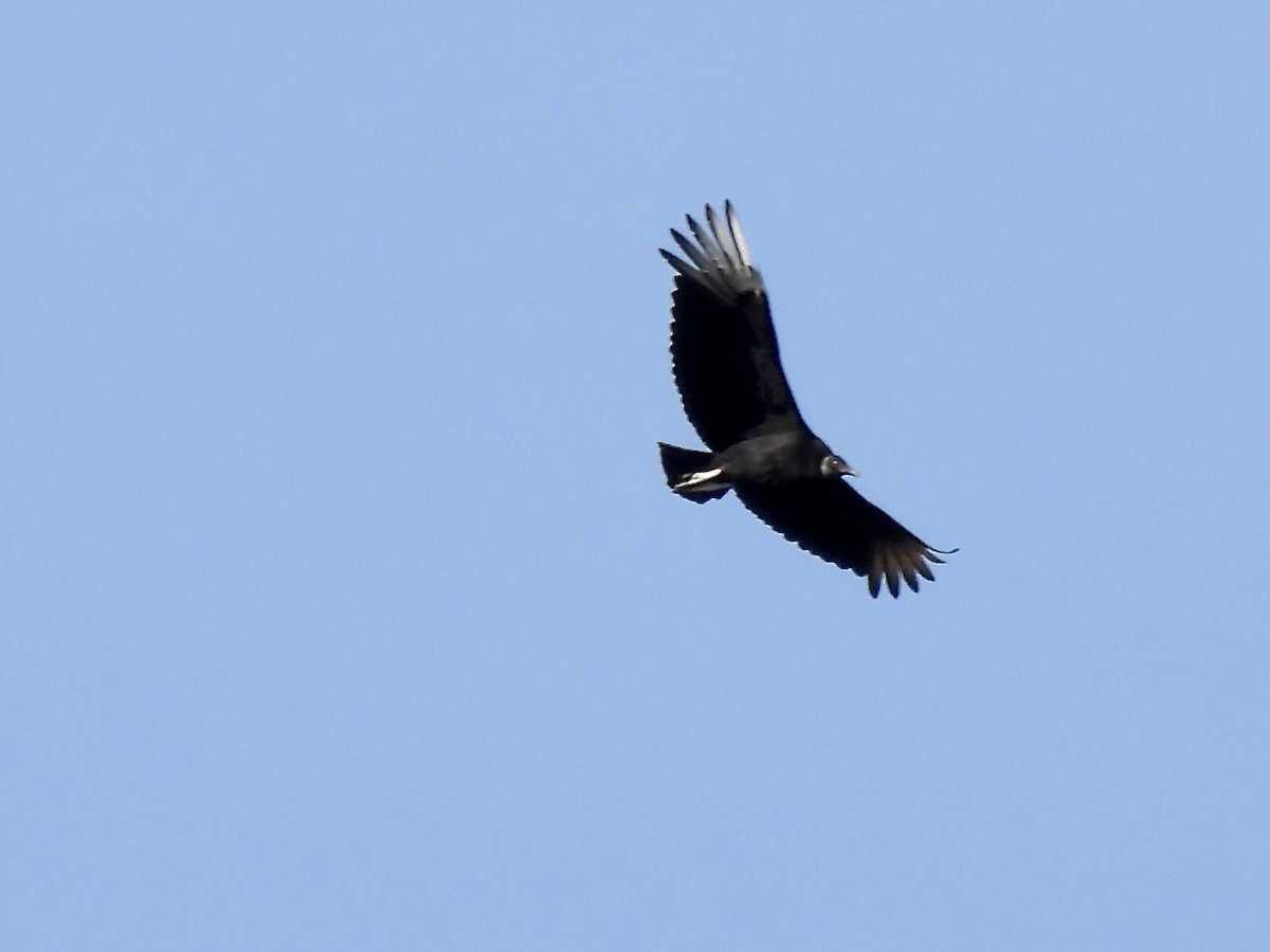Black Vulture - ML617522701