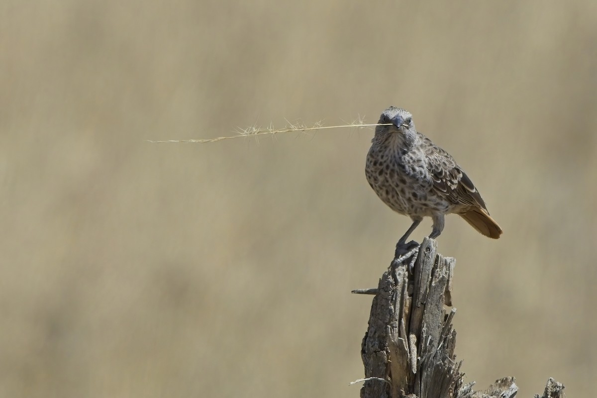 Rufous-tailed Weaver - Xabier Vázquez Pumariño