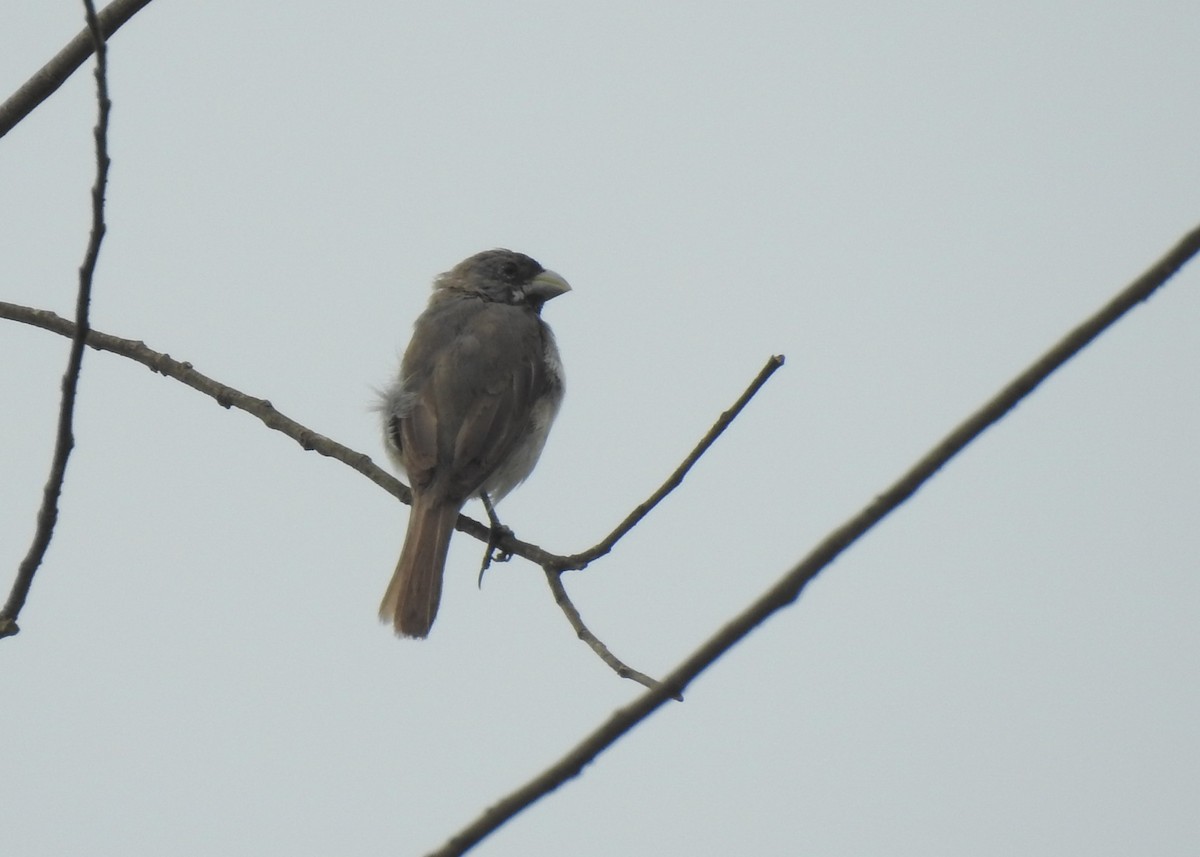 Double-collared Seedeater - ML617522733