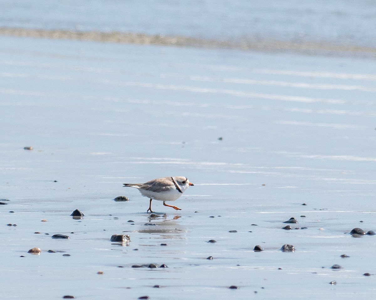 Piping Plover - ML617522739