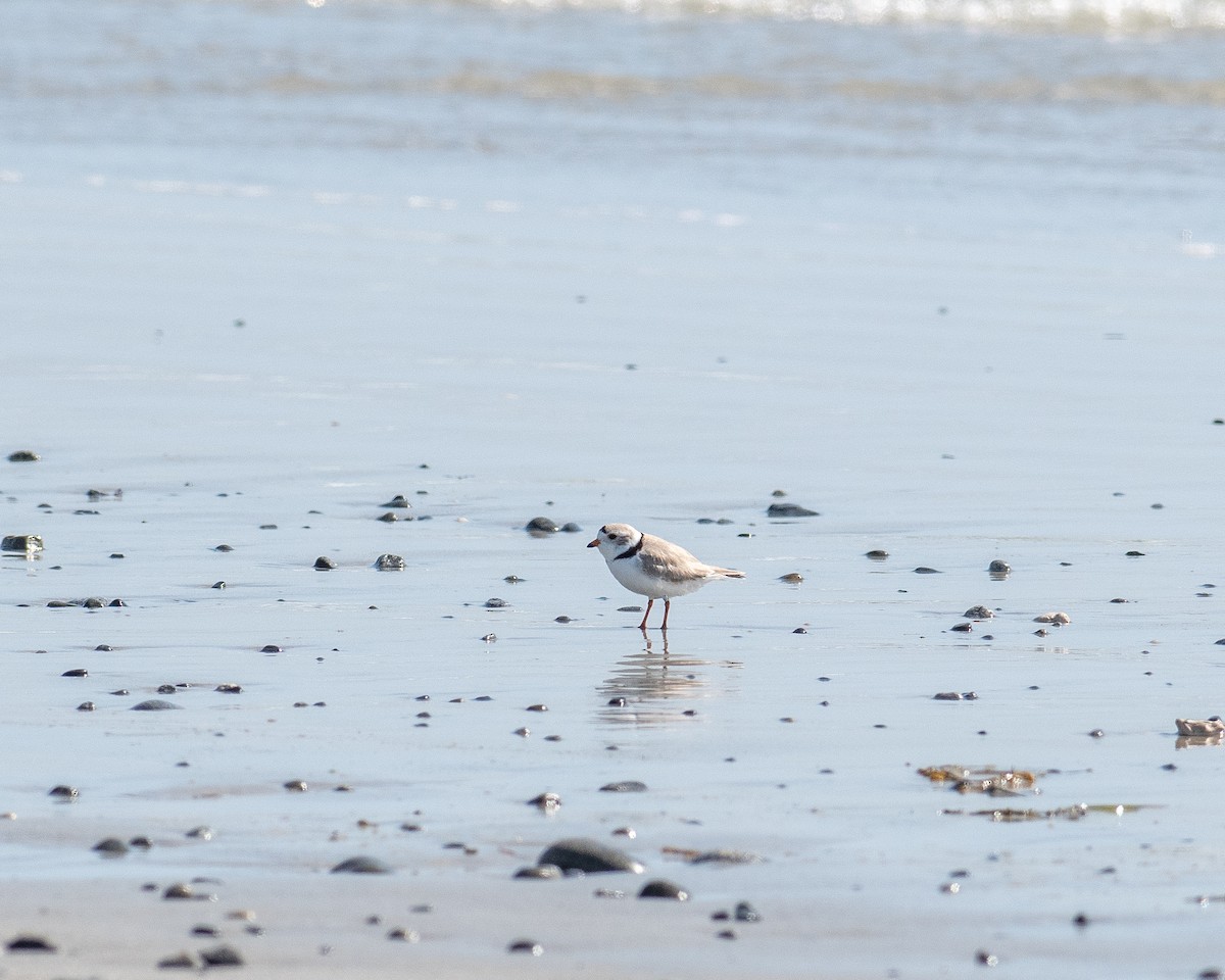 Piping Plover - ML617522740