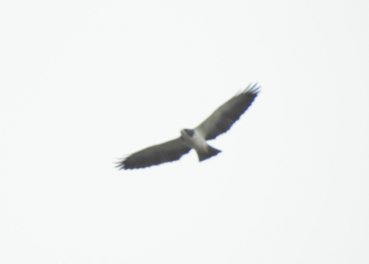 Short-tailed Hawk - ML617522747