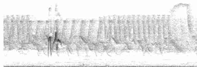 ウスチャメジロハエトリ - ML61752281