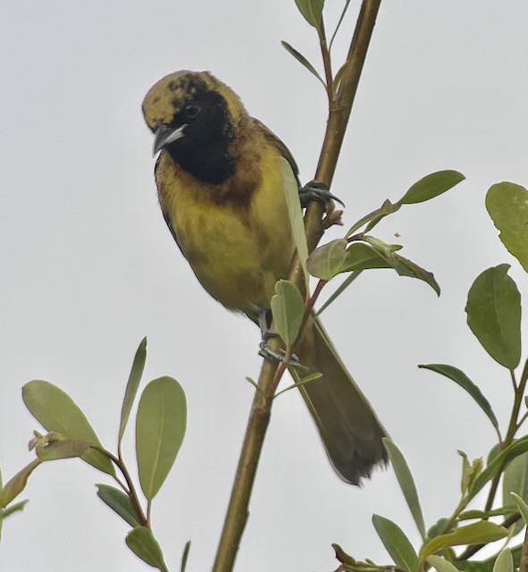 Orchard Oriole - ML617522814