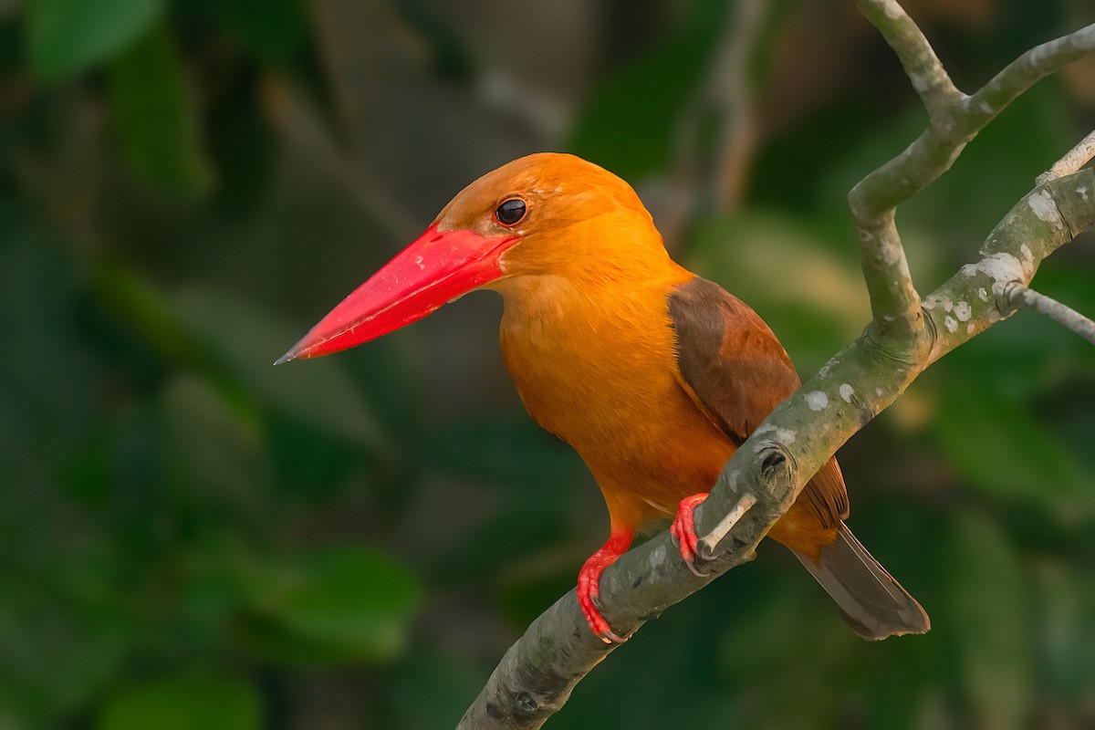 Brown-winged Kingfisher - Rajkumar Das
