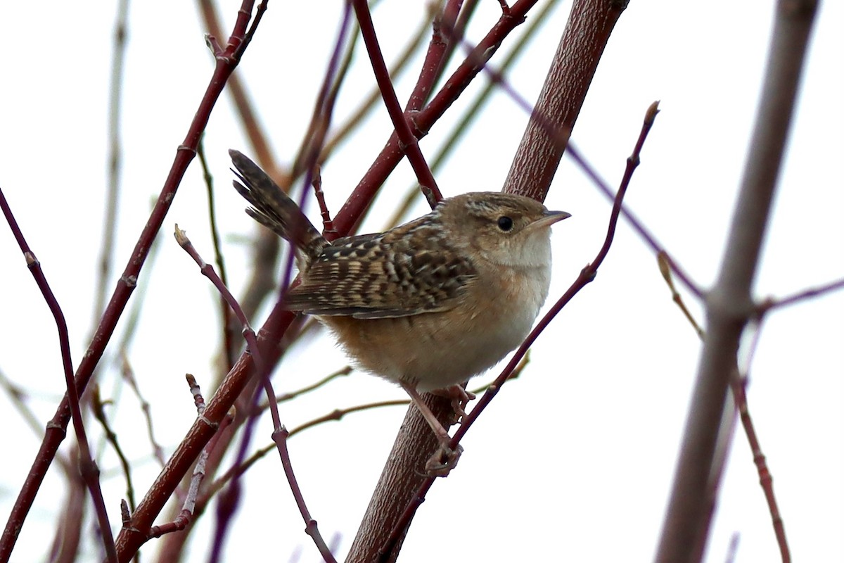 eBird Checklist - 17 Apr 2024 - Point Pelee National Park (general ...