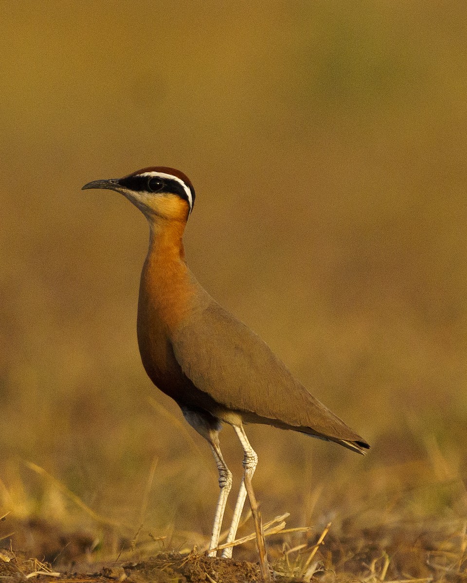 Indian Courser - Vipin Paul
