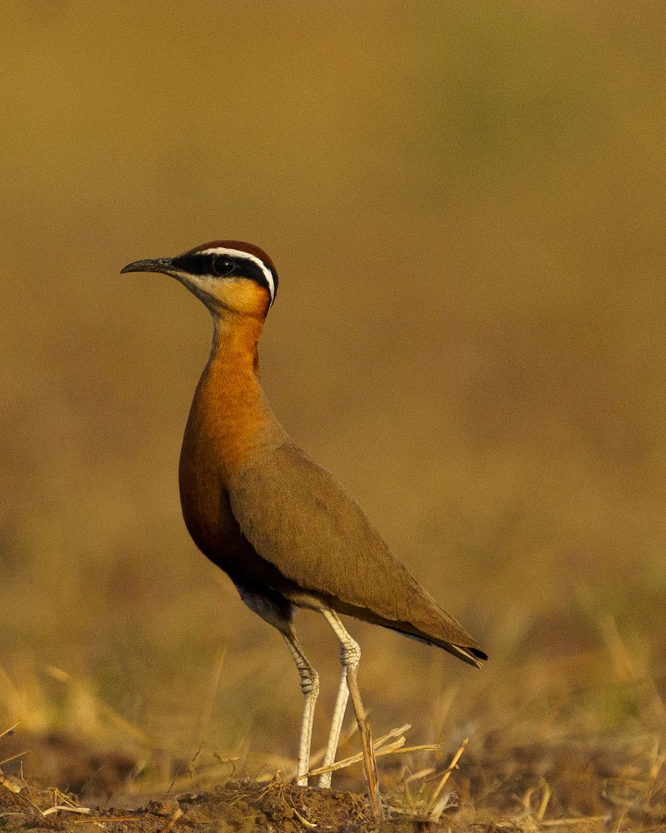 Indian Courser - ML617522917