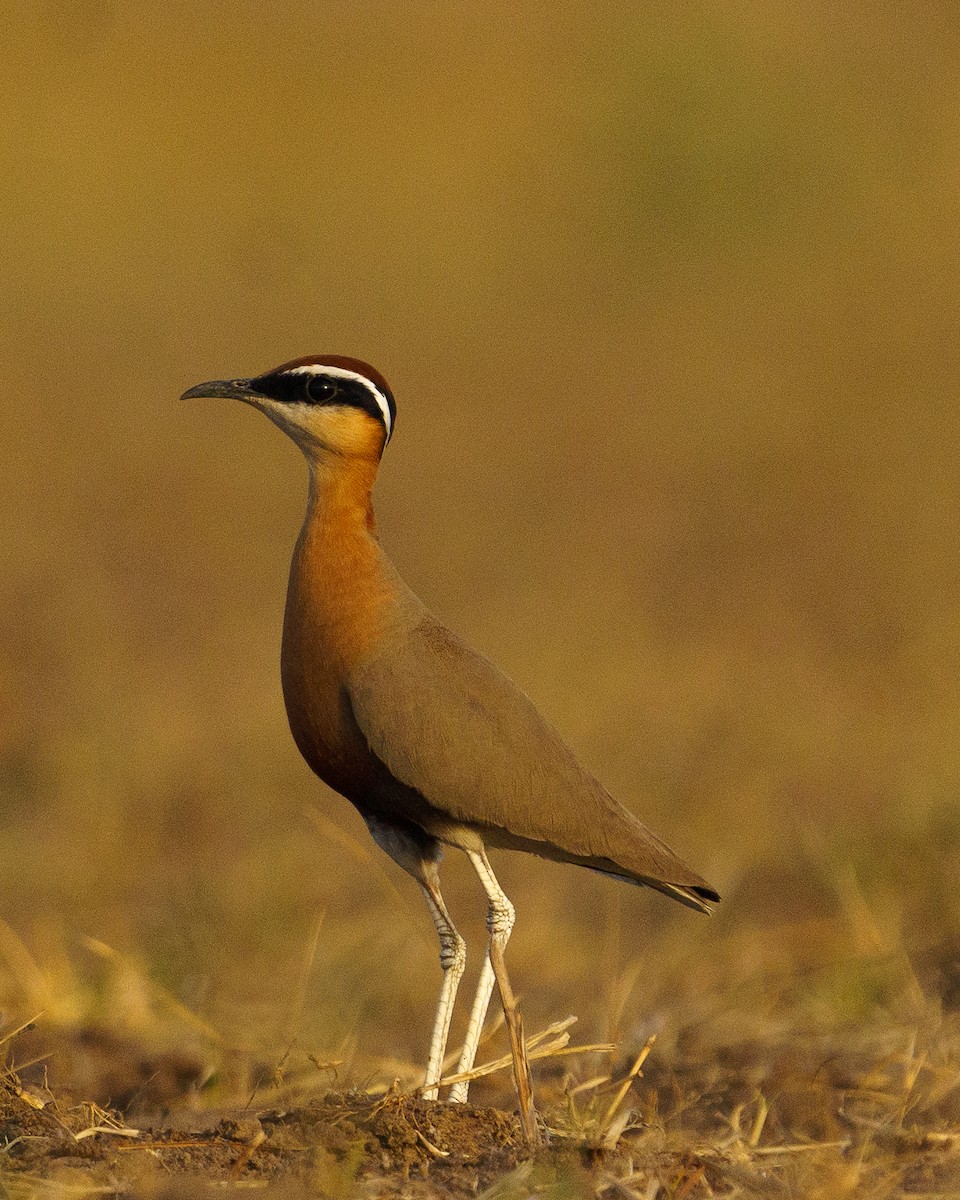 Indian Courser - Vipin Paul