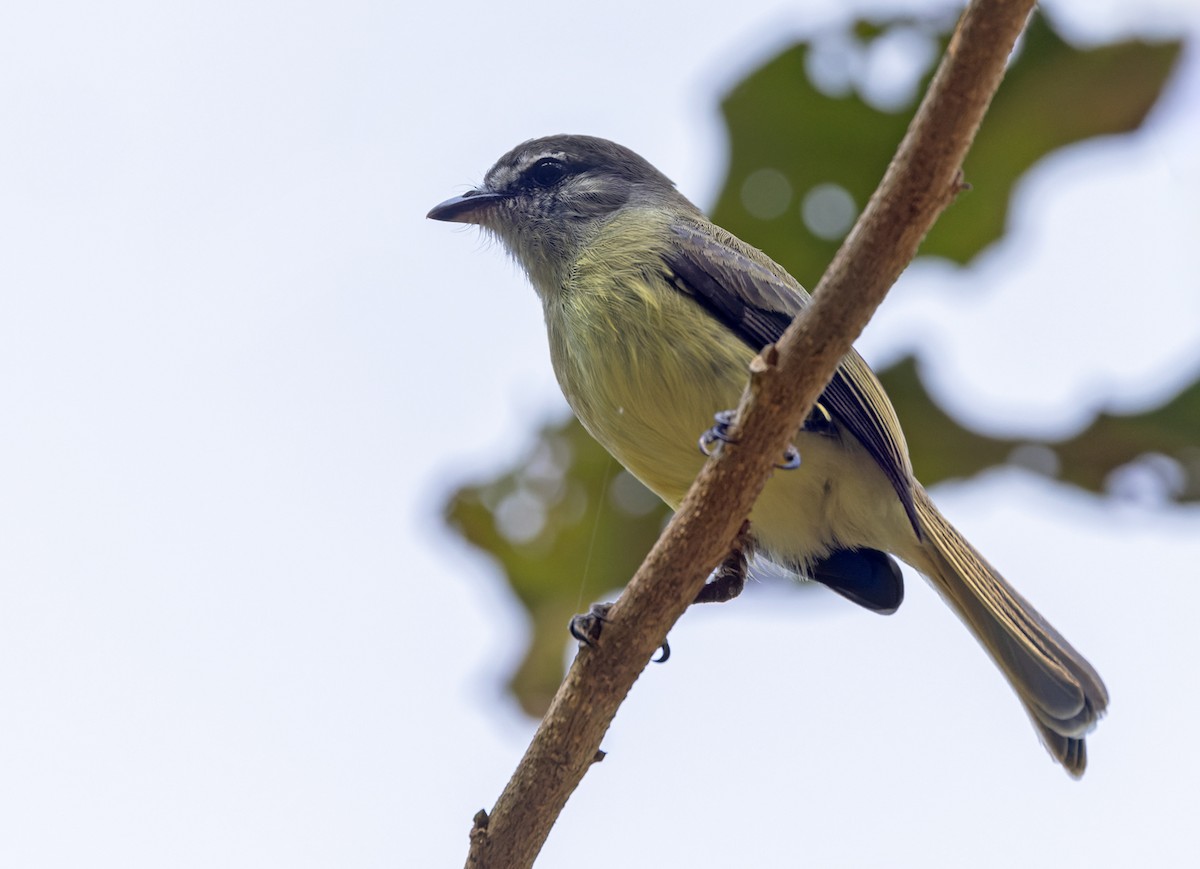 Sooty-headed Tyrannulet - Lars Petersson | My World of Bird Photography