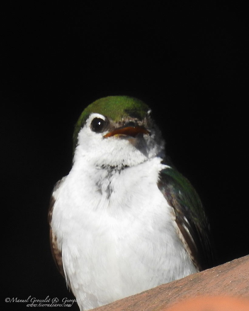 Violet-green Swallow - manuel grosselet