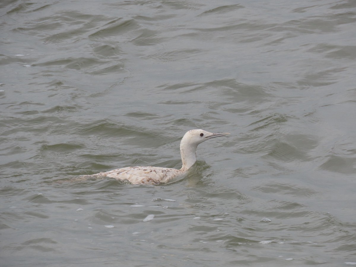 Red-throated Loon - ML617523017