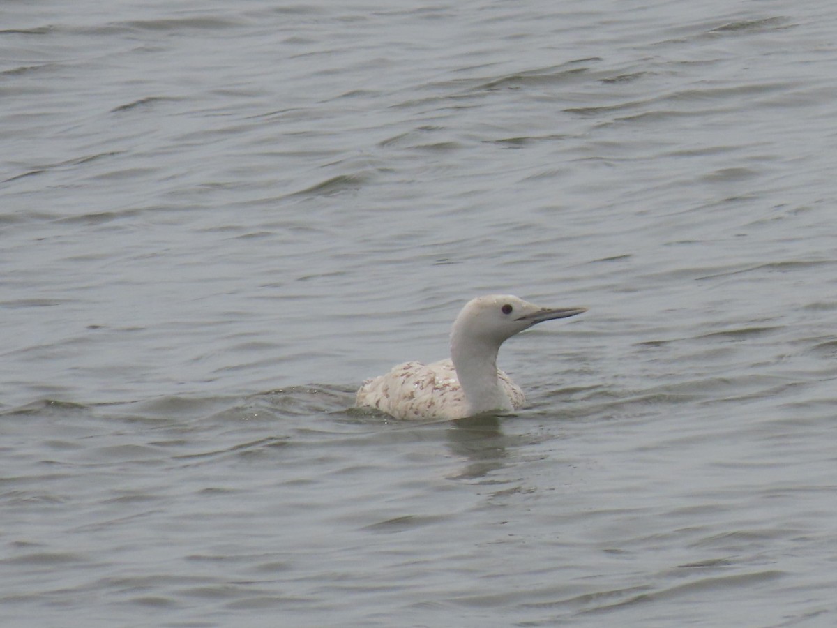 Red-throated Loon - ML617523018