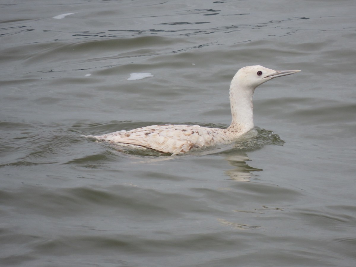 Red-throated Loon - ML617523019
