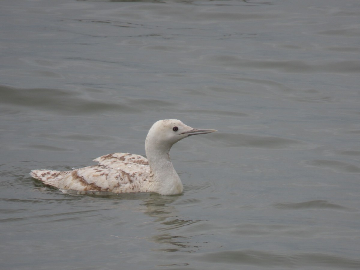 Red-throated Loon - ML617523020