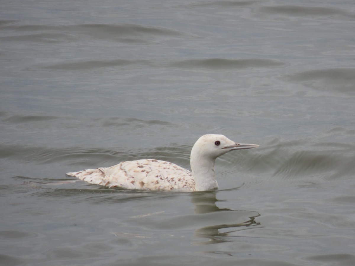 Red-throated Loon - ML617523021