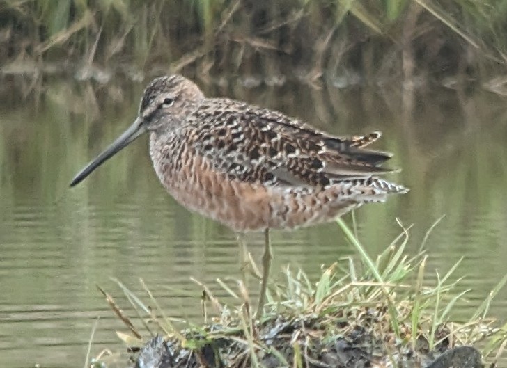 Long-billed Dowitcher - ML617523030