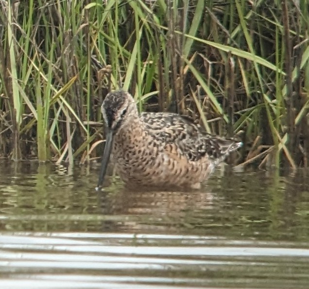 Long-billed Dowitcher - ML617523032