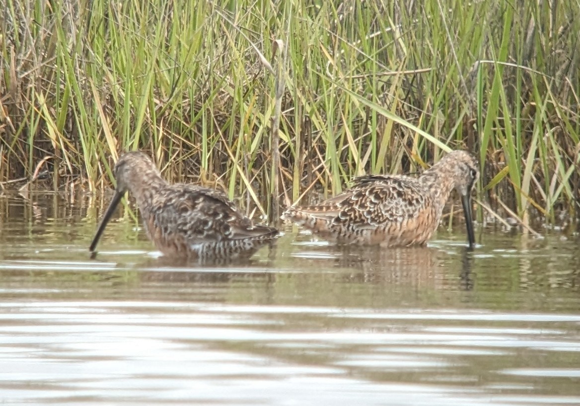 Long-billed Dowitcher - ML617523033