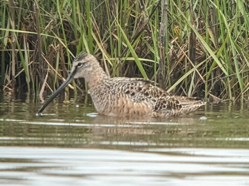 Long-billed Dowitcher - ML617523034