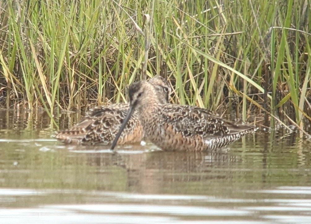 Long-billed Dowitcher - ML617523035