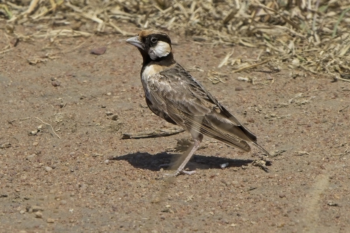 Fischer's Sparrow-Lark - Xabier Vázquez Pumariño