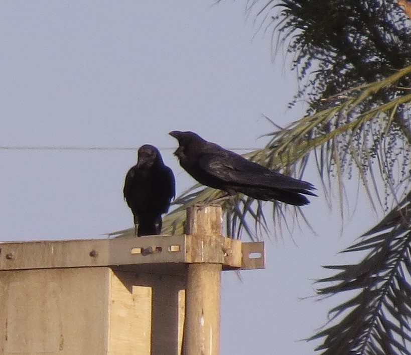 Brown-necked Raven - ML617523117