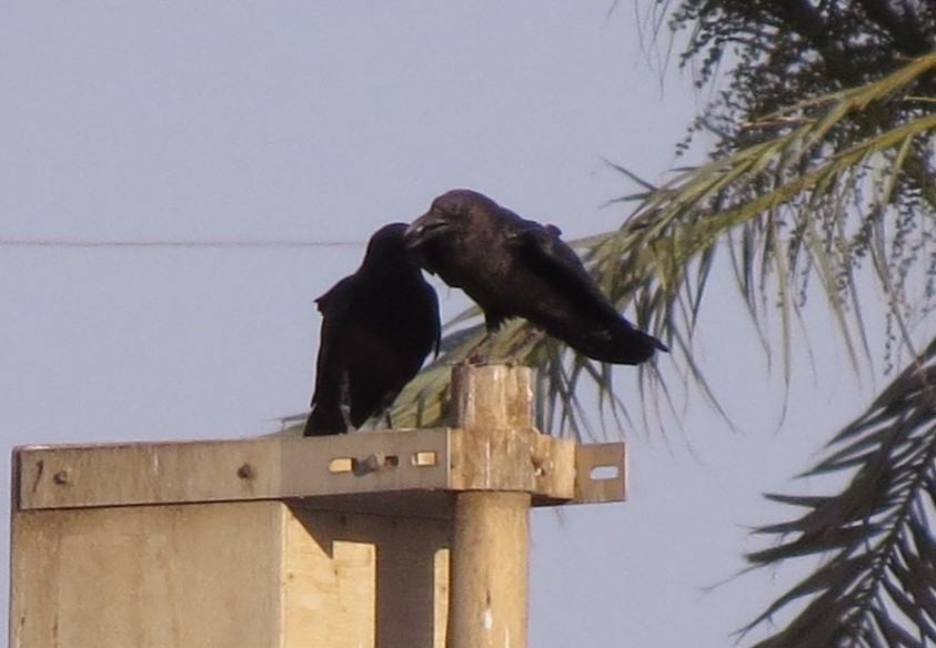Brown-necked Raven - ML617523118