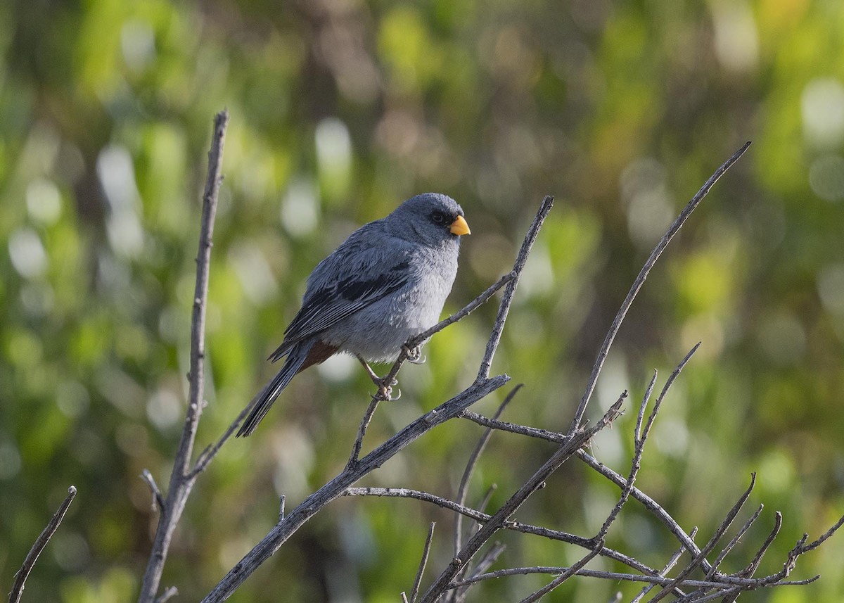 Band-tailed Seedeater - ML617523162