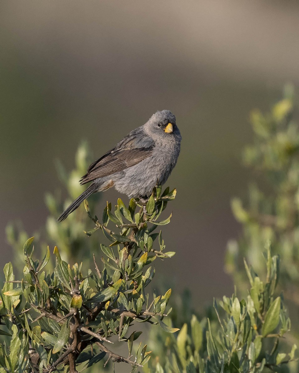 Band-tailed Seedeater - ML617523167