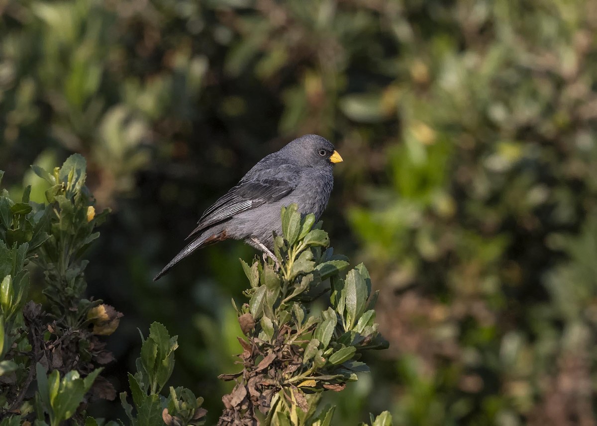 Band-tailed Seedeater - ML617523168