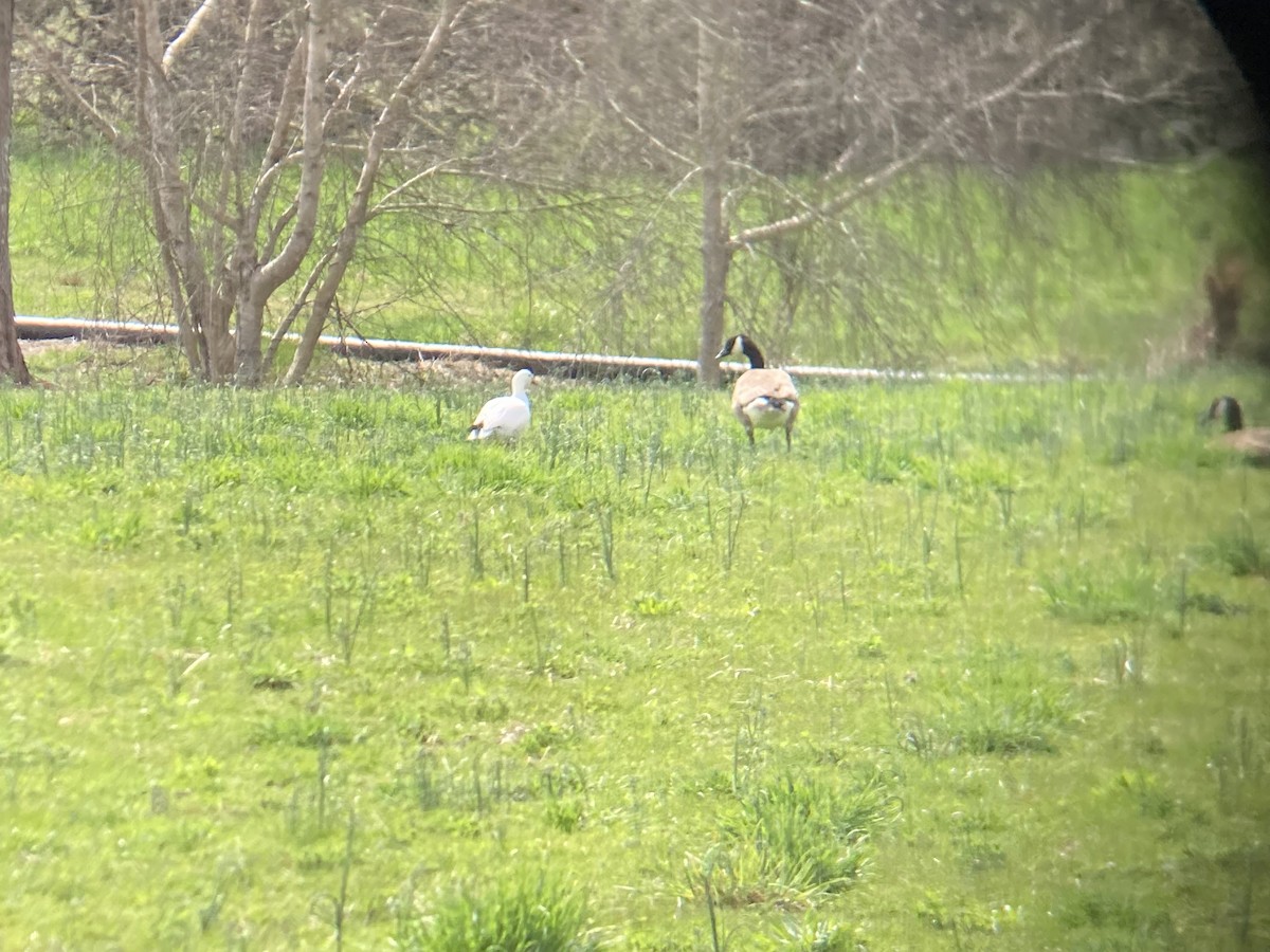 eBird Checklist 17 Apr 2024 351373 Horseneck Rd, South Dartmouth
