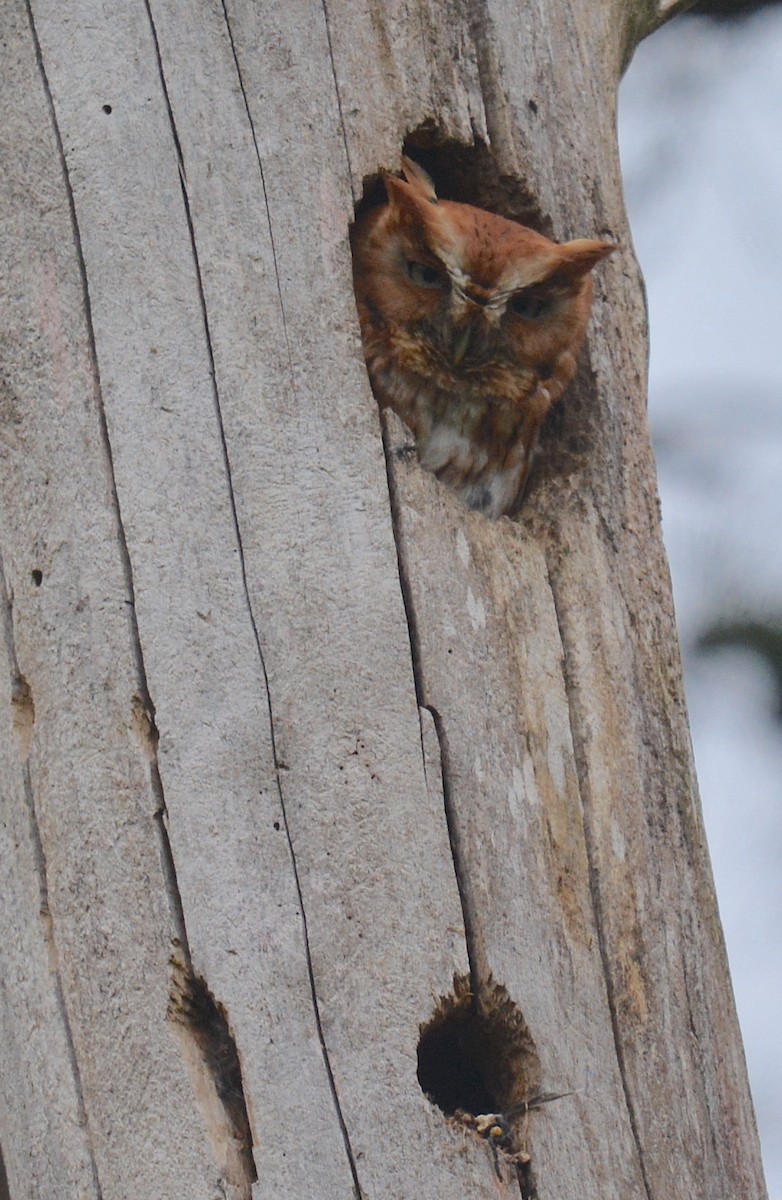 Eastern Screech-Owl (Northern) - Jay Wherley
