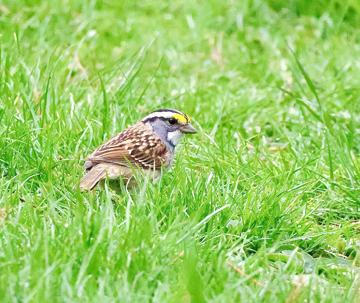 White-throated Sparrow - Martin Yates