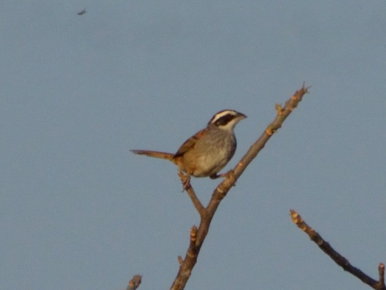 Stripe-headed Sparrow - ML617523286