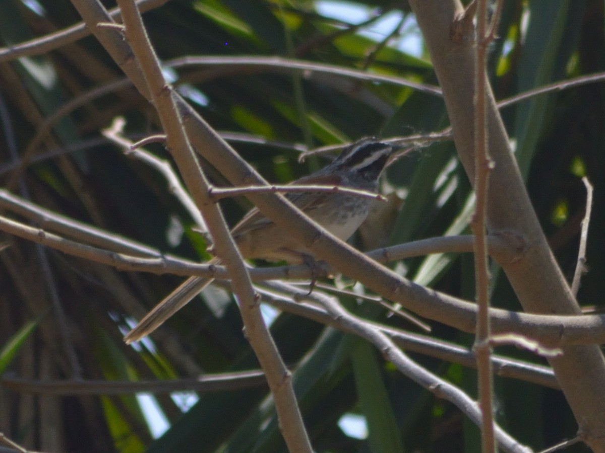 Stripe-headed Sparrow - ML617523287