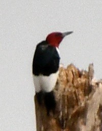 Red-headed Woodpecker - ML617523301