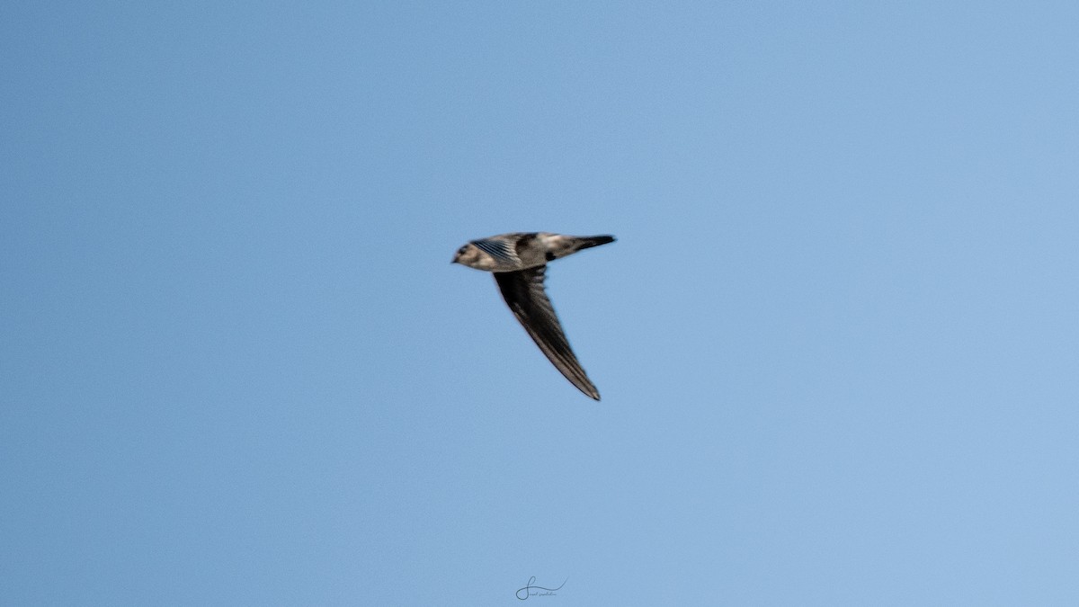Indian Swiftlet - ML617523312