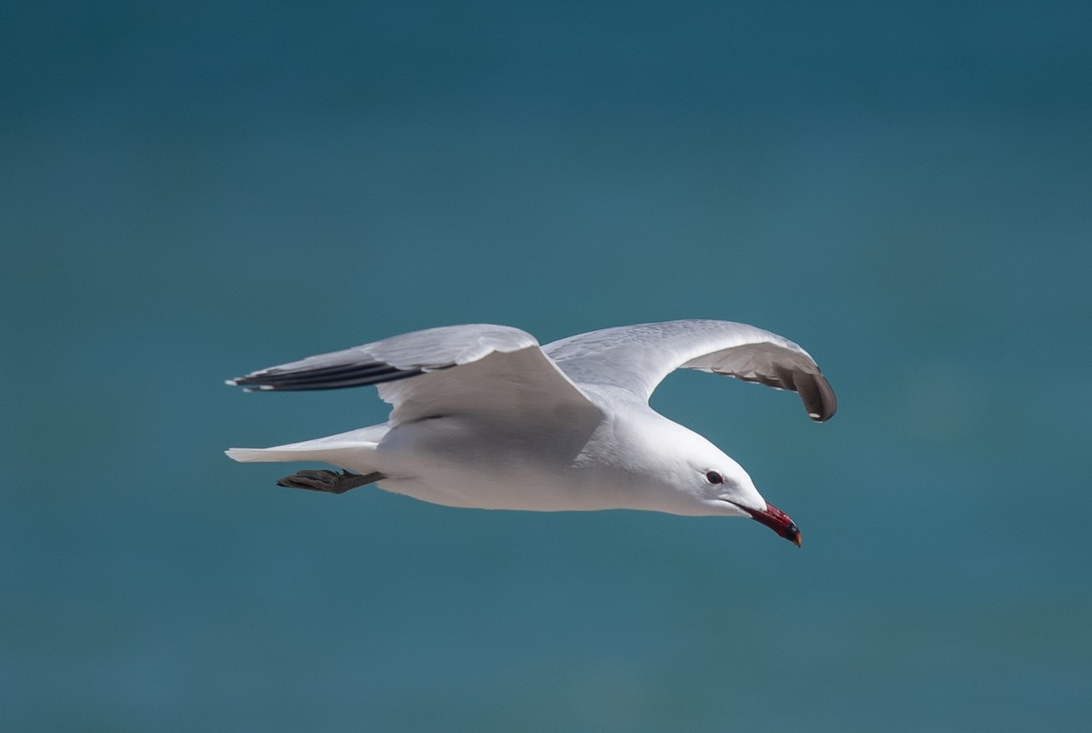 Audouin's Gull - Clive Harris